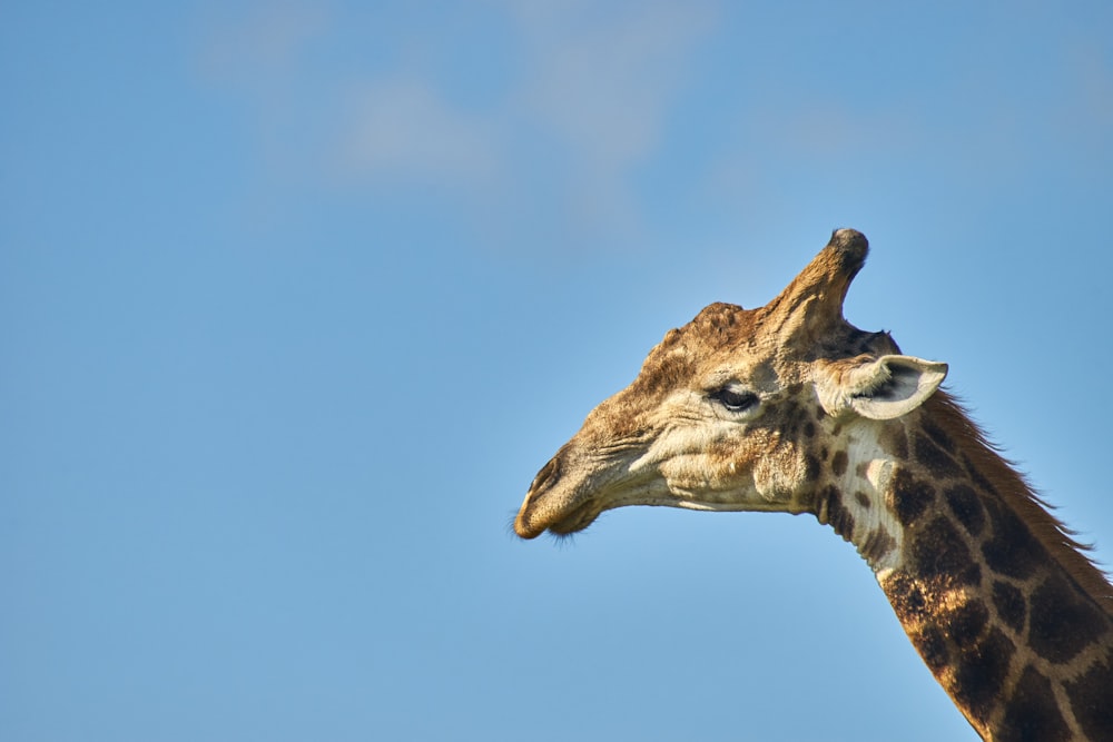 a close up of a giraffe's head against a blue sky