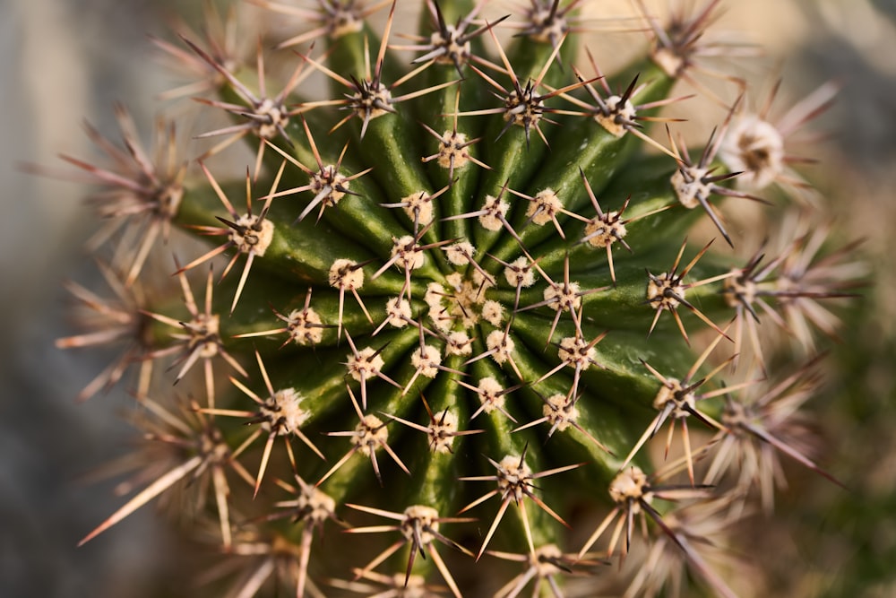 a close up of a green cactus plant