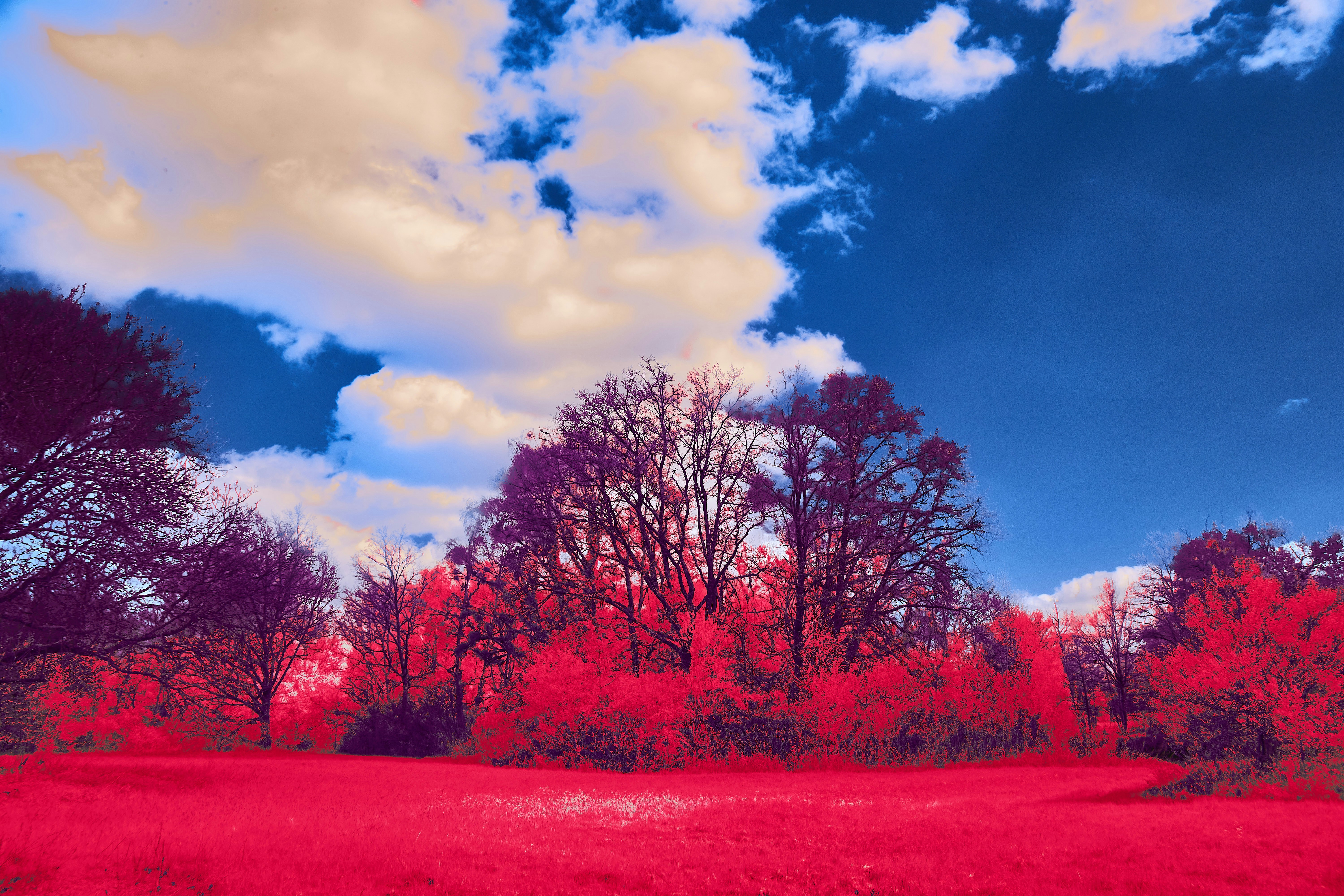 Photo by wolfgang_hasselmann