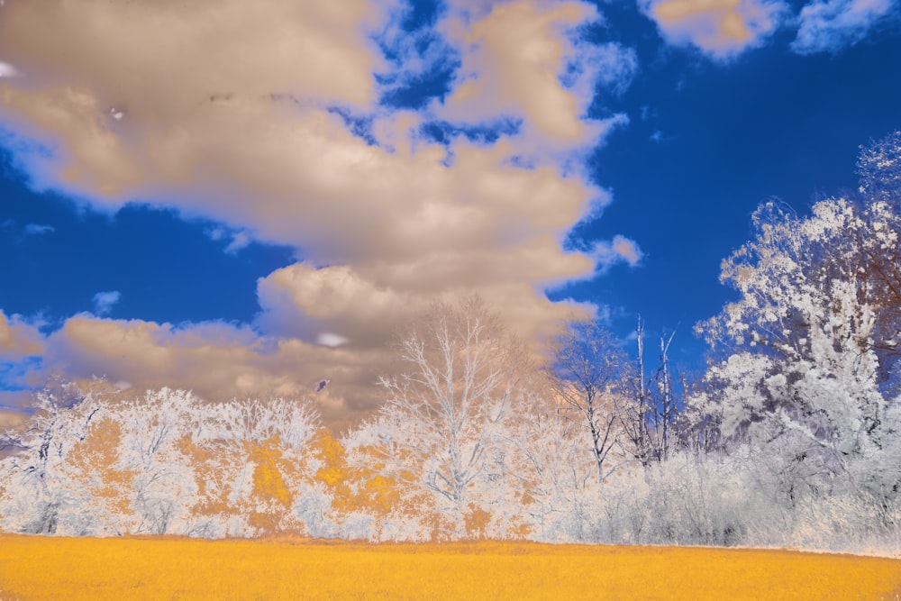 a yellow field with trees and clouds in the background