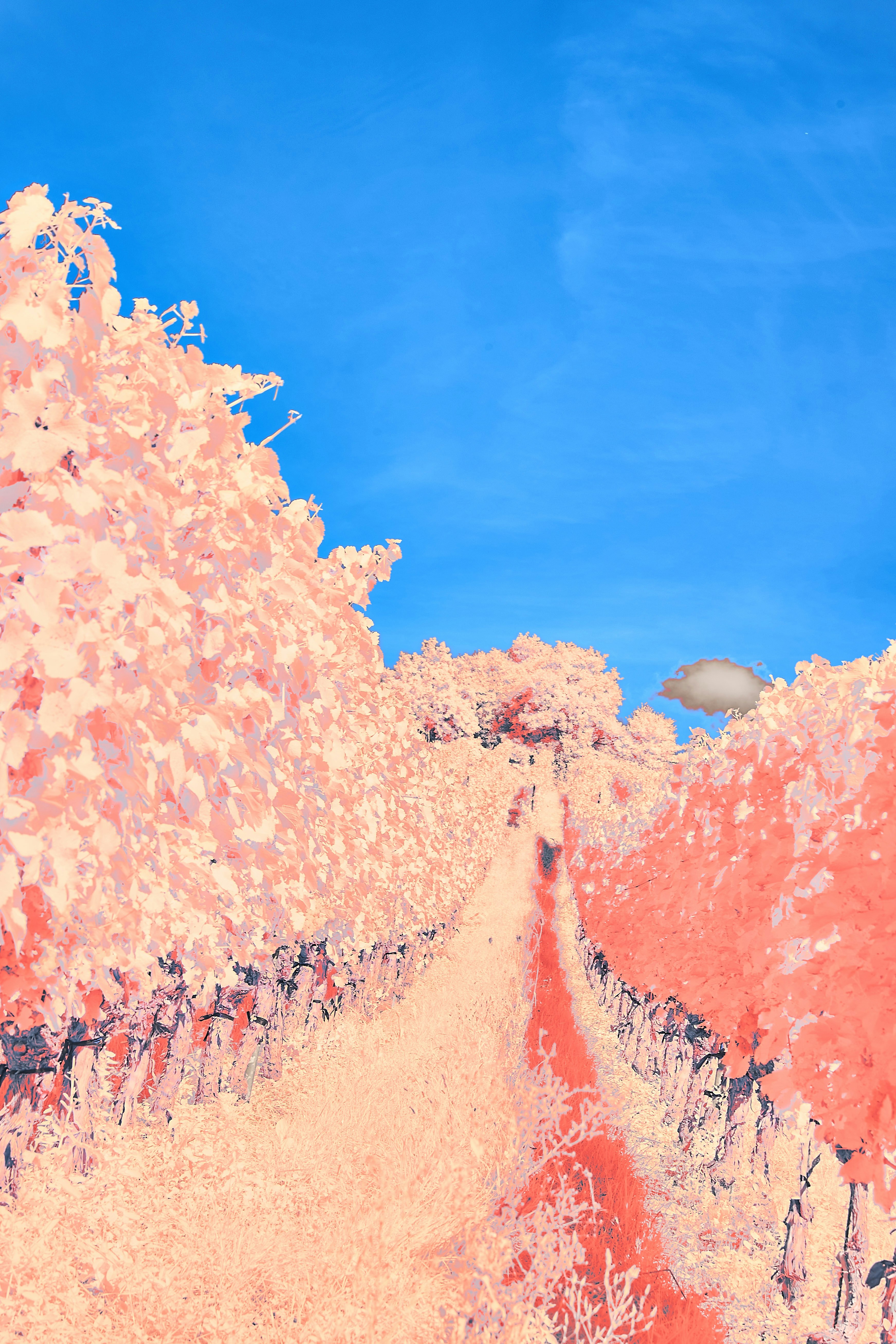 anime landscape wallpaper 4k, wallpaper, Anime Wallpapers: Stunning Art for Your Mobile 5