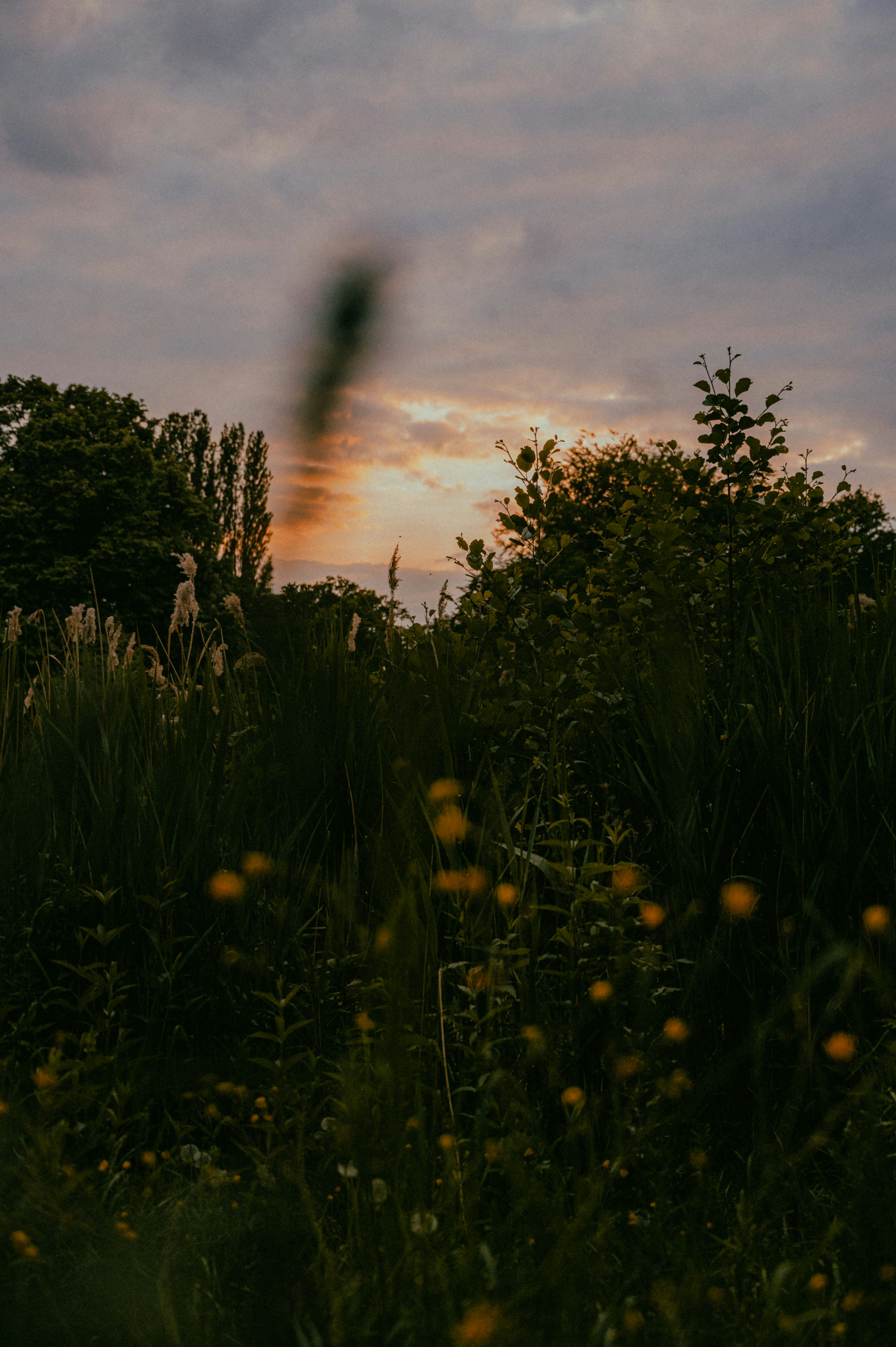 Photo by luca_severin