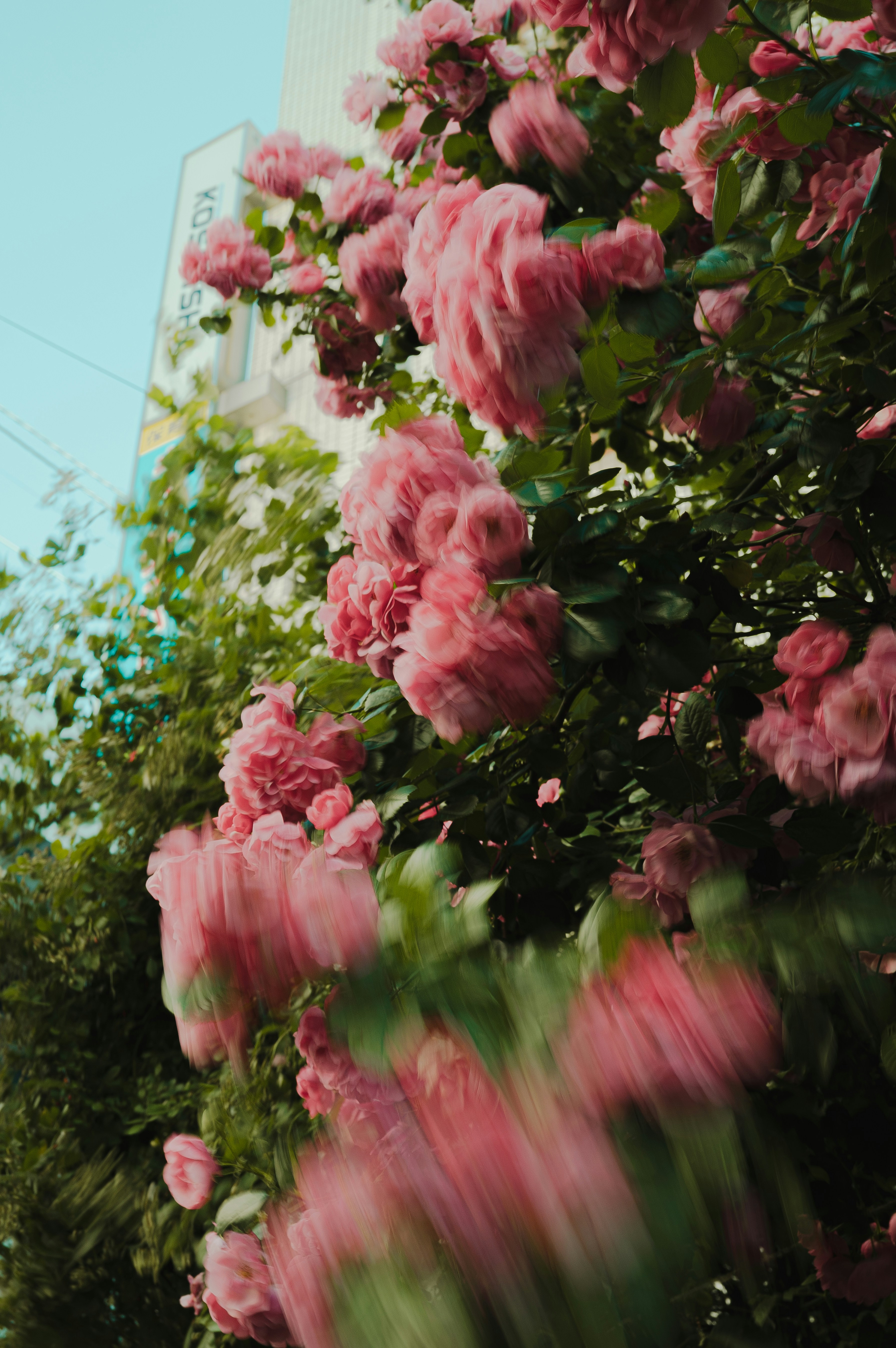 Photo by ryunosuke_kikuno