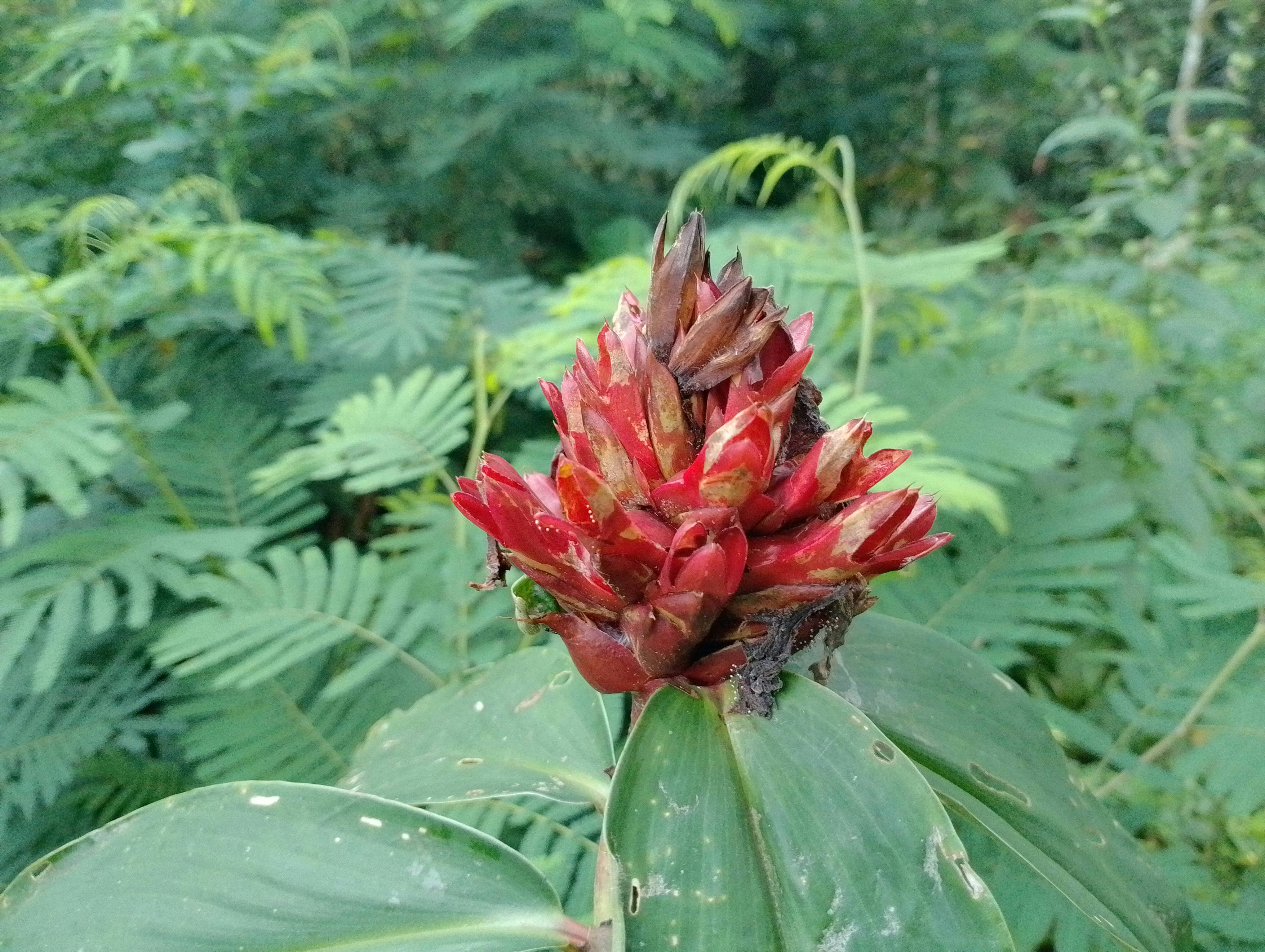 bunga merah dengan daun hijau di latar belakang