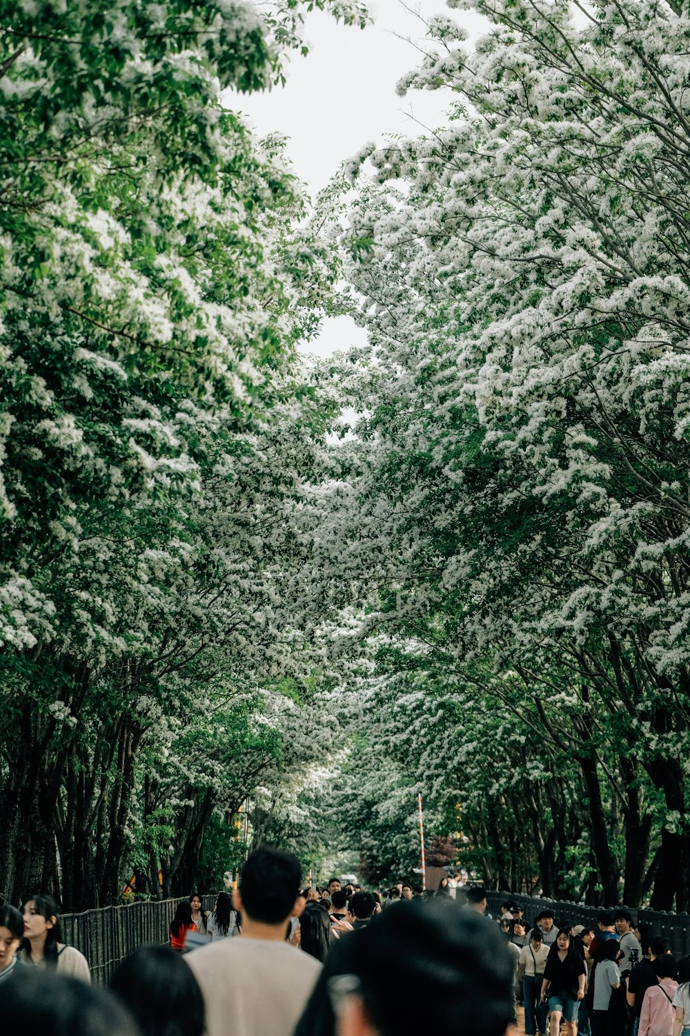 a group of people walking down a street next to trees