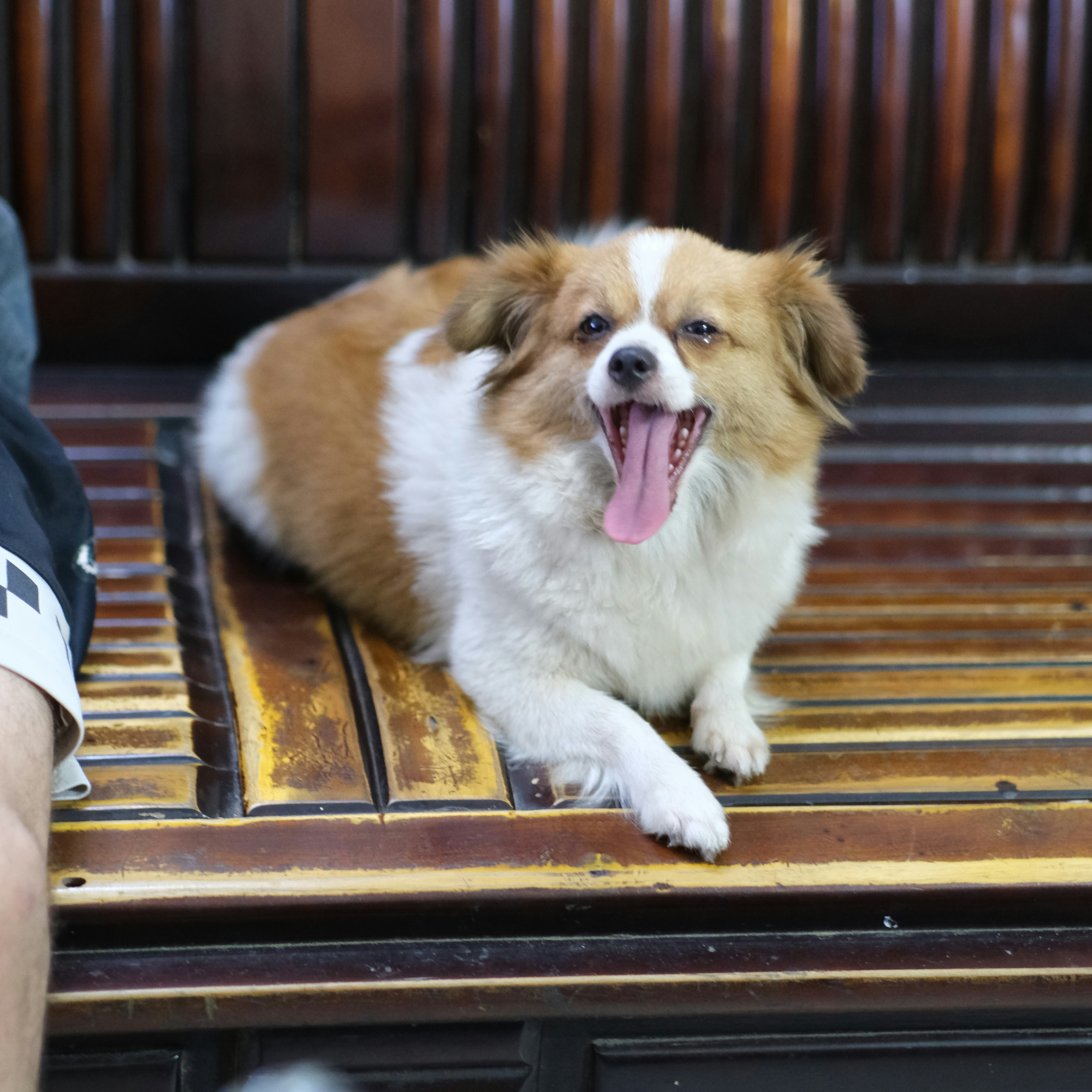 a brown and white dog sitting on top of a wooden bench