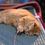 an orange cat playing with a toy on a bed