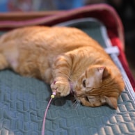 an orange cat playing with a toy on a bed