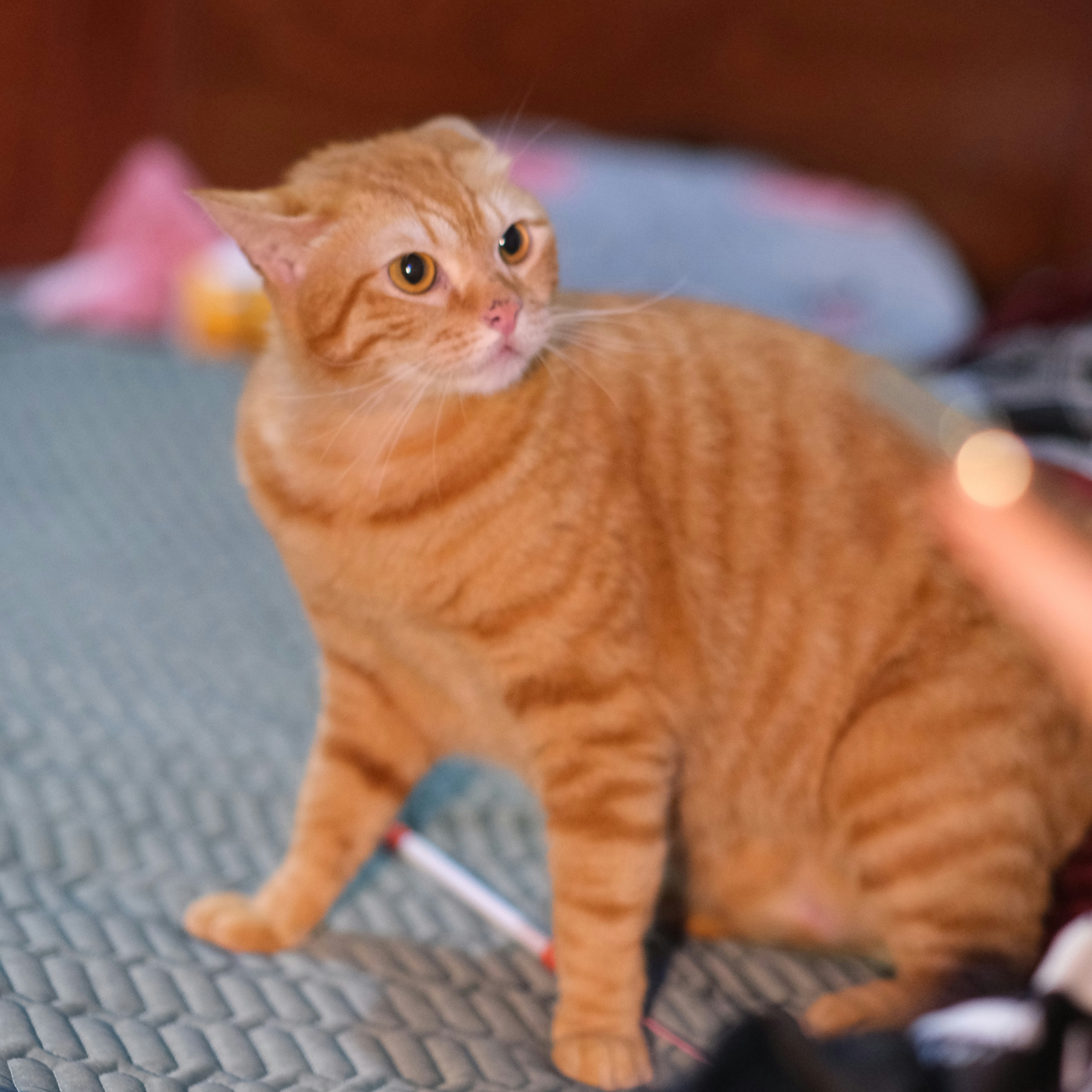 an orange cat sitting on a bed next to a person