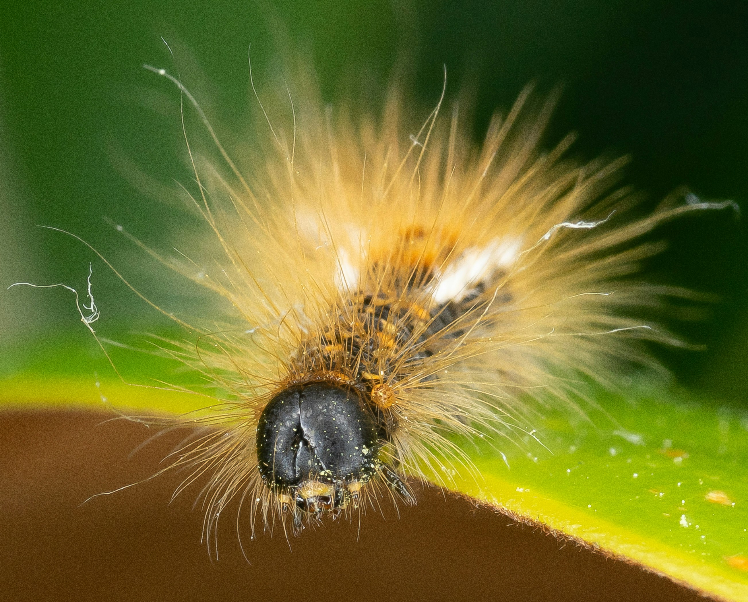 Nahaufnahme einer Raupe auf einem grünen Blatt