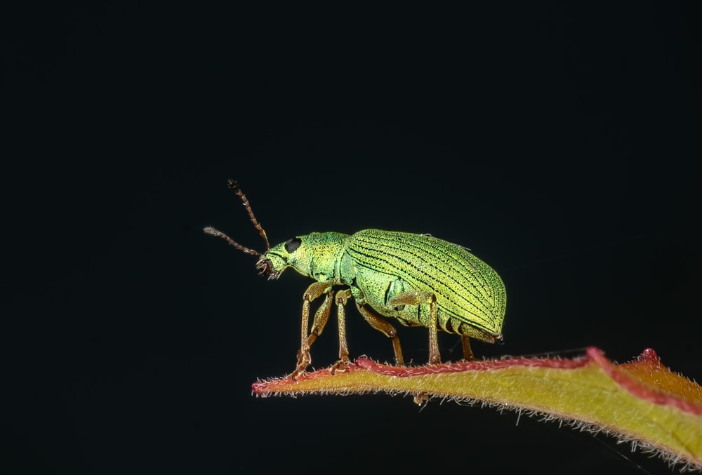 a close up of a green insect on a plant