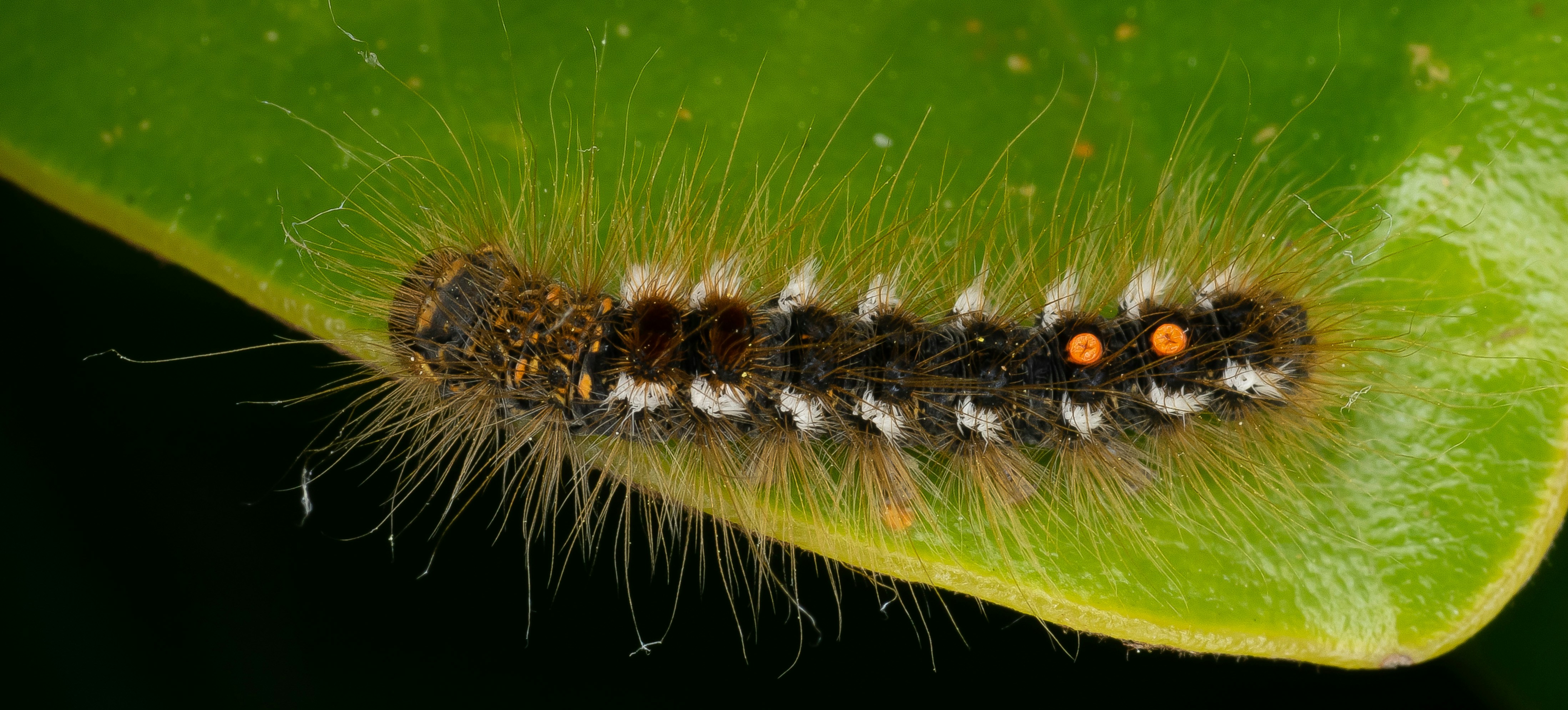 A close up of a caterpillar on a green leaf photo – Free Moth Image on  Unsplash, image size:3000x1359
