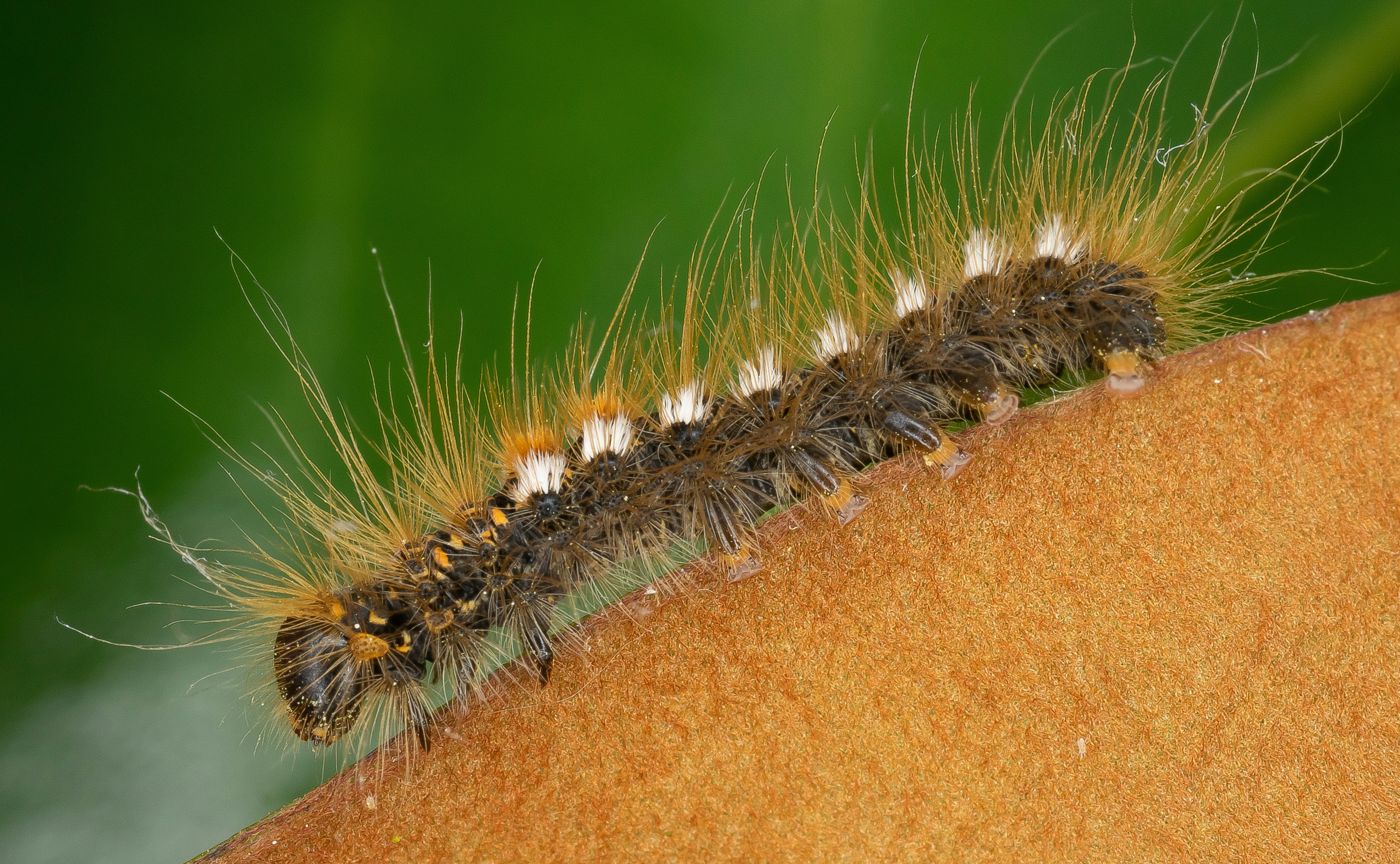 Nahaufnahme einer Raupe auf einem Blatt