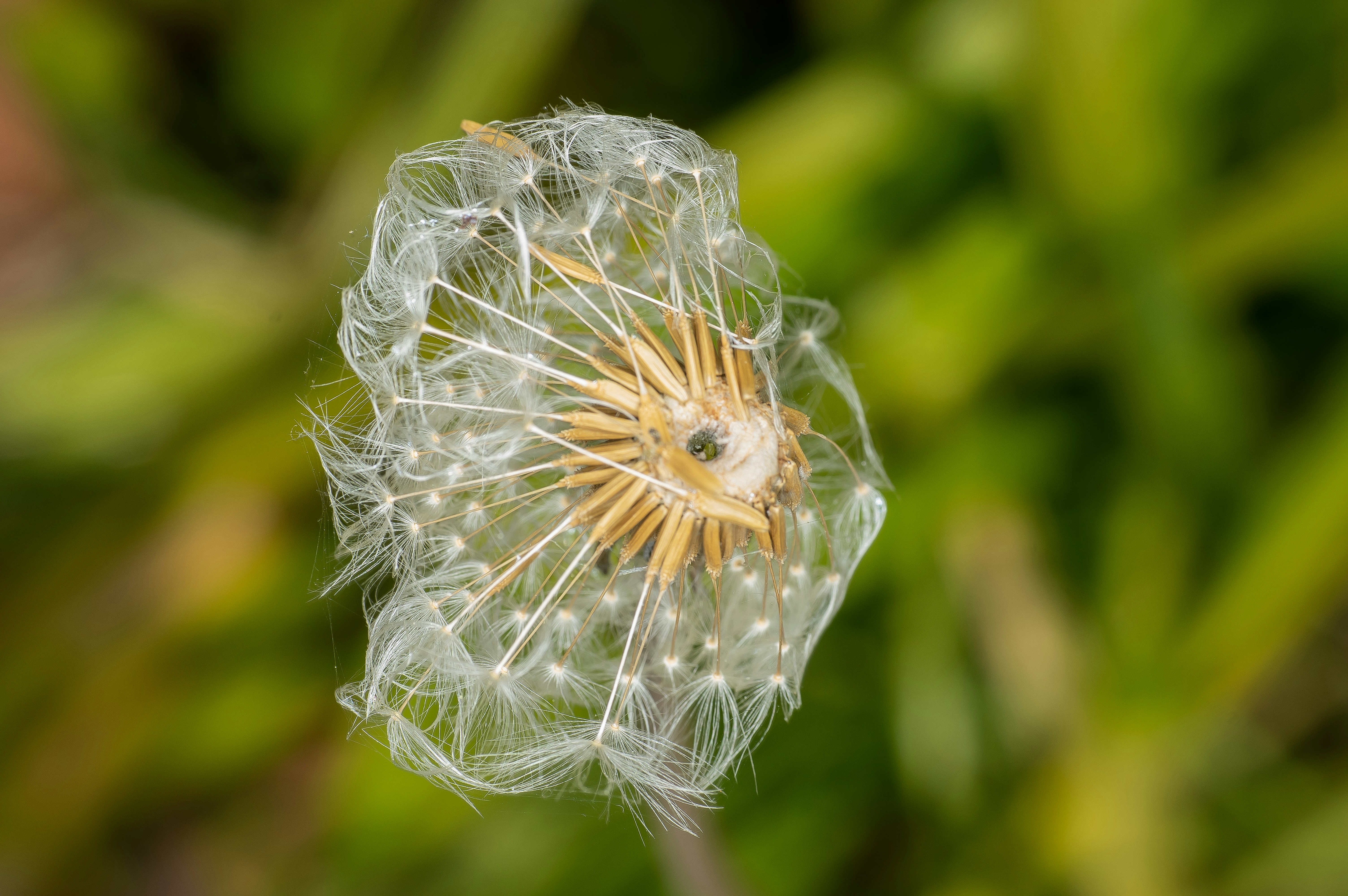 eine Nahaufnahme eines Löwenzahns mit verschwommenem Hintergrund