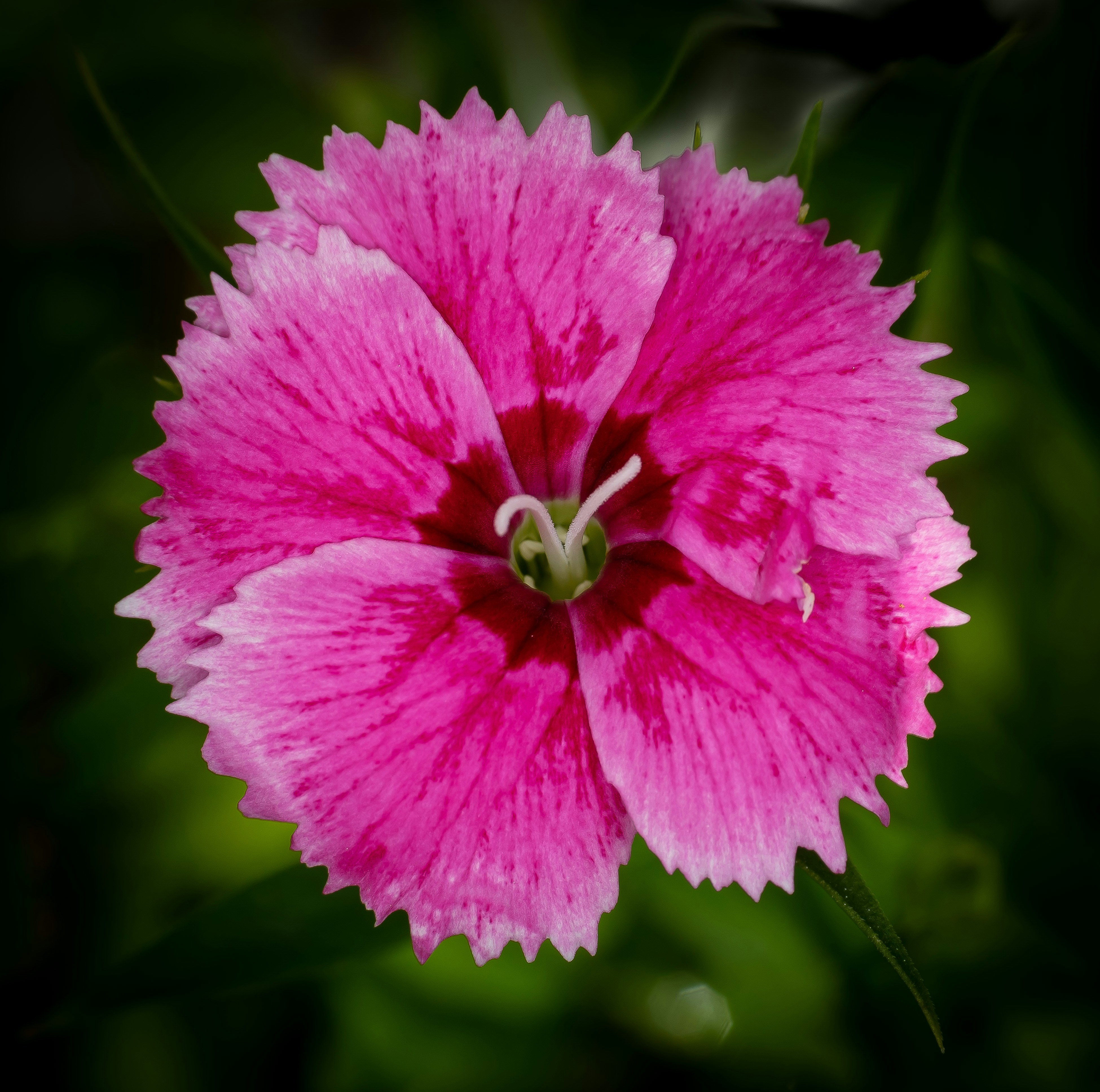 eine rosa Blume mit grünem Hintergrund
