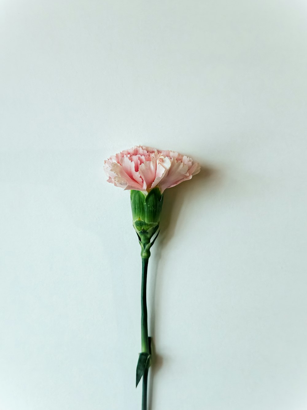 a single pink carnation on a white background