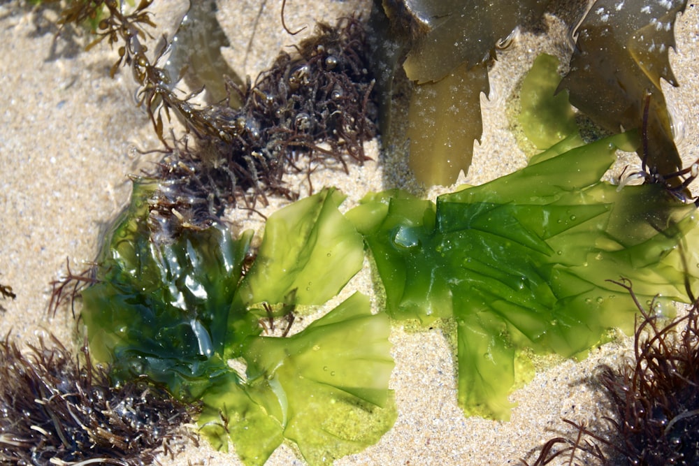 seaweed and seaweed on the sand at the beach