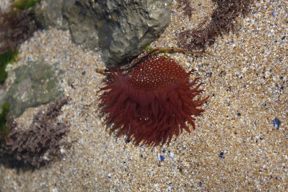 a close up of a sea urchin on a sandy beach