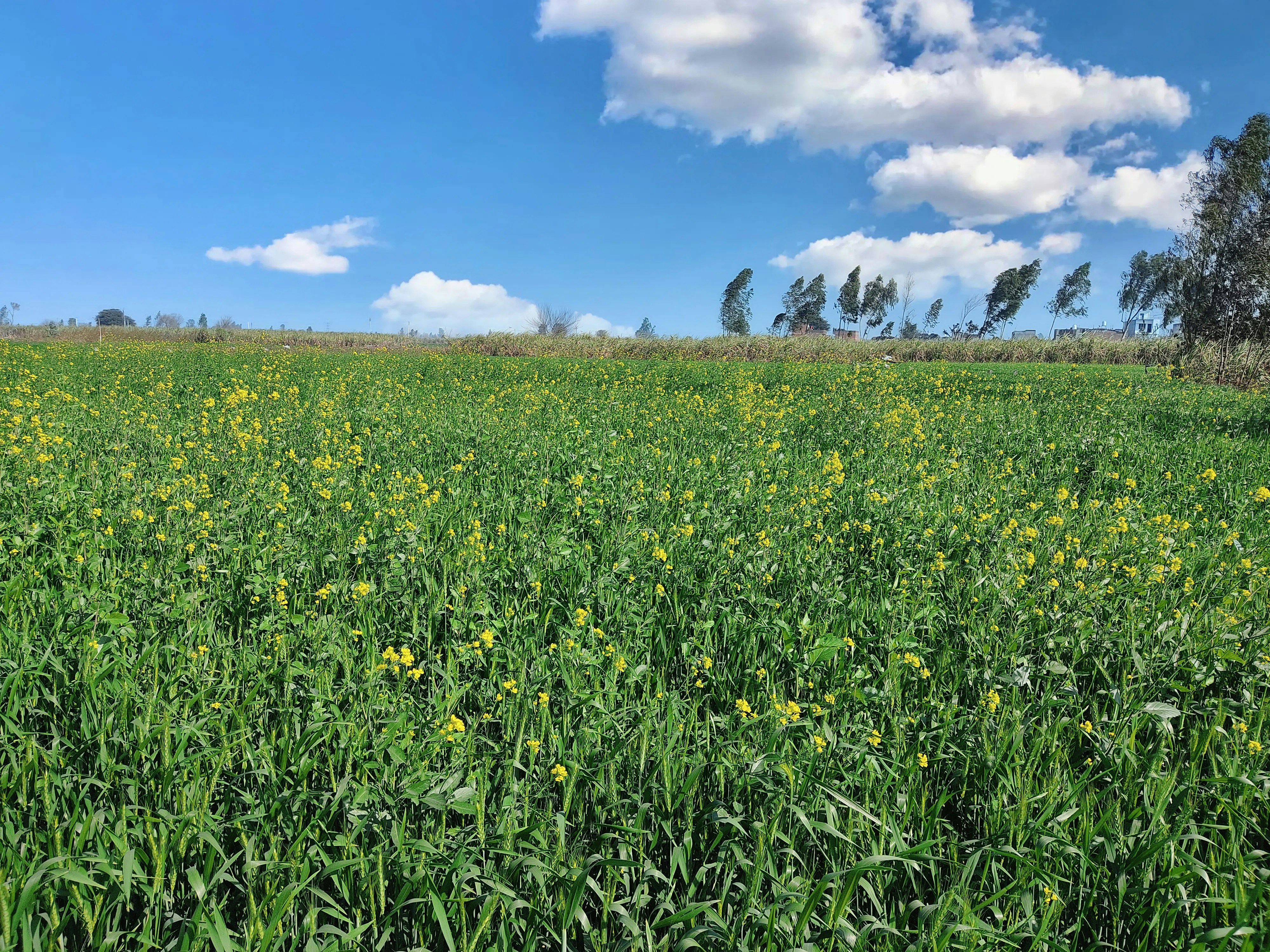 a field full of yellow flowers under a blue sky