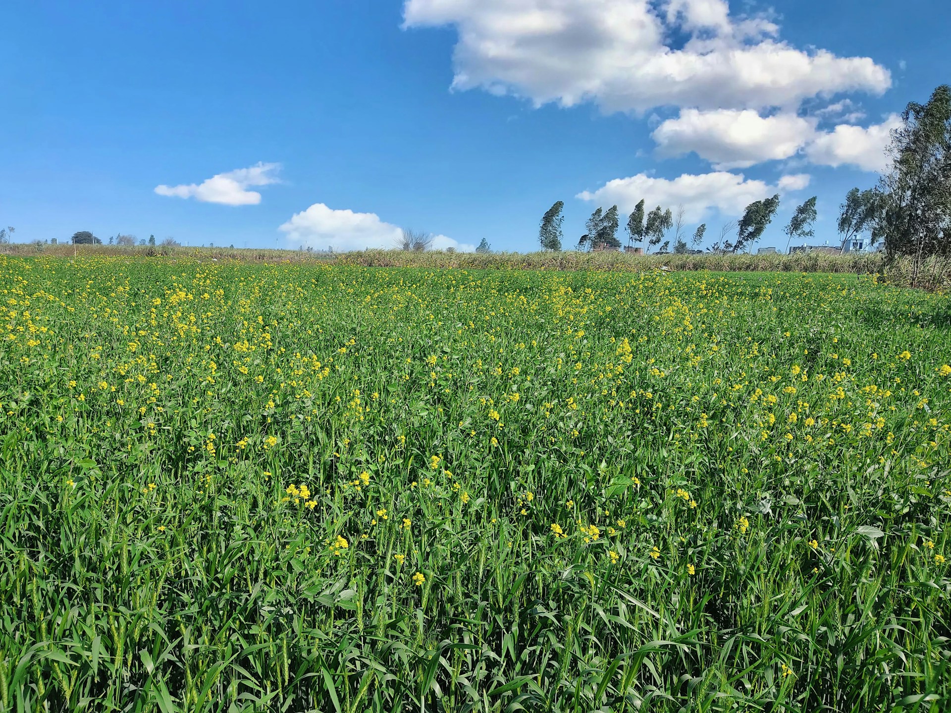 a field full of yellow flowers under a blue sky