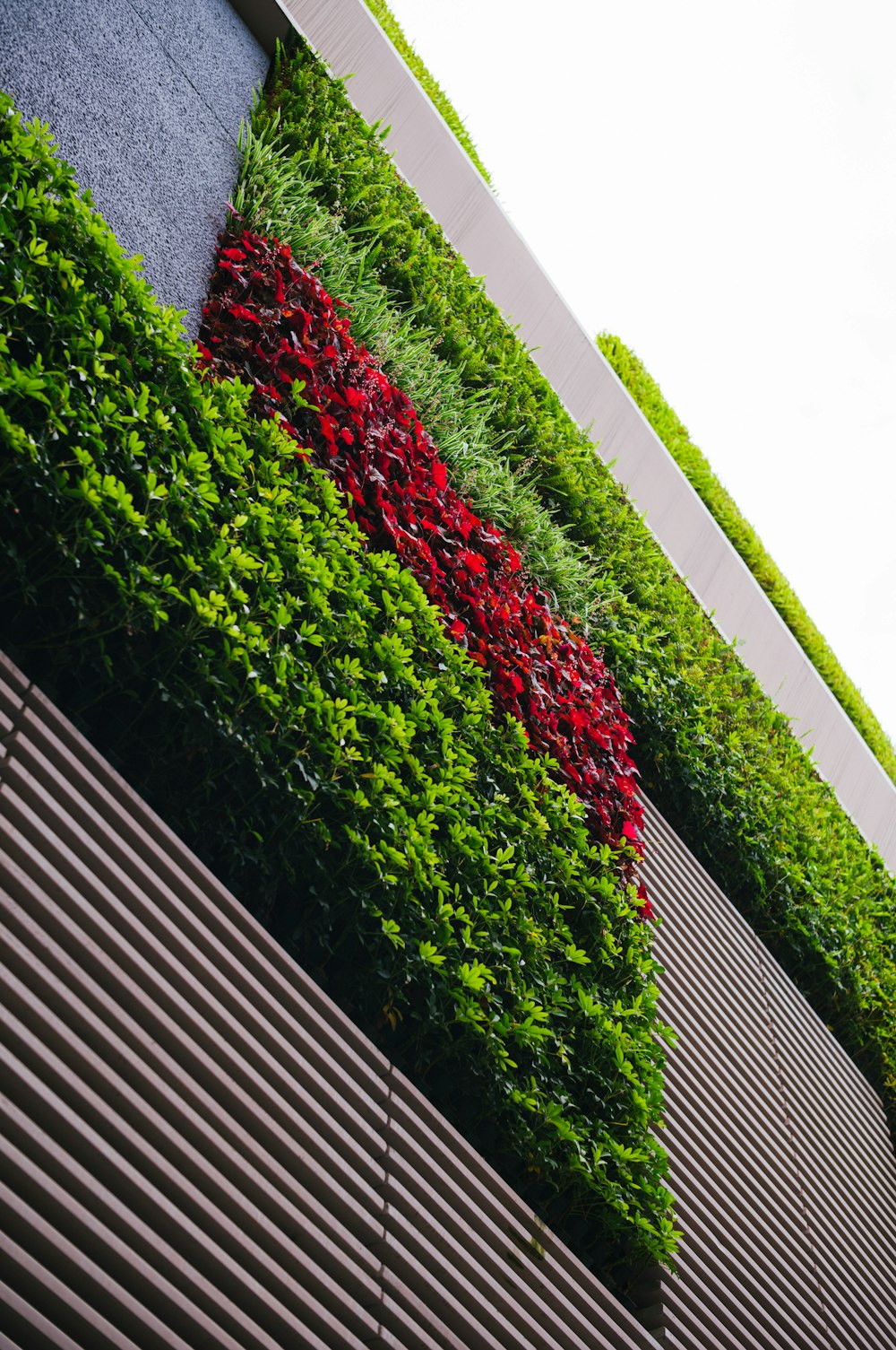 a green wall with red flowers growing on it