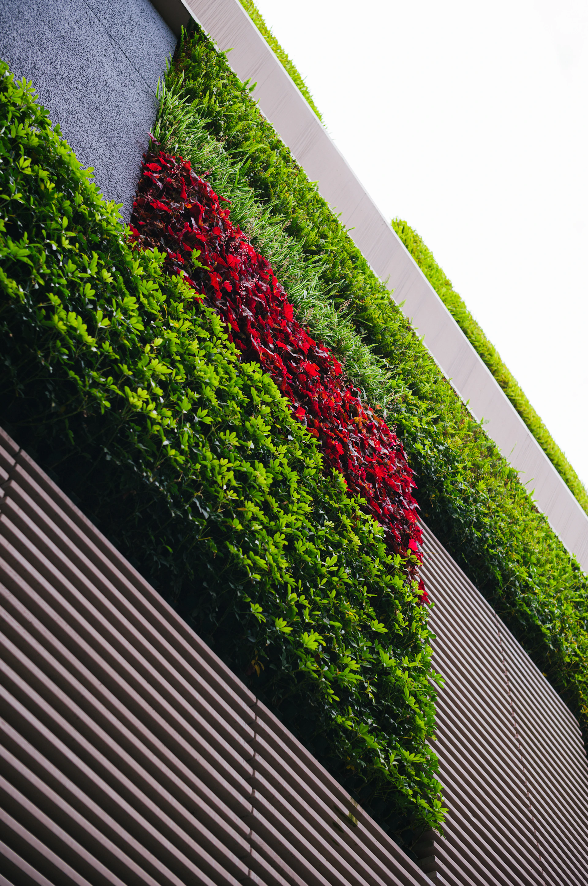 a green wall with red flowers growing on it