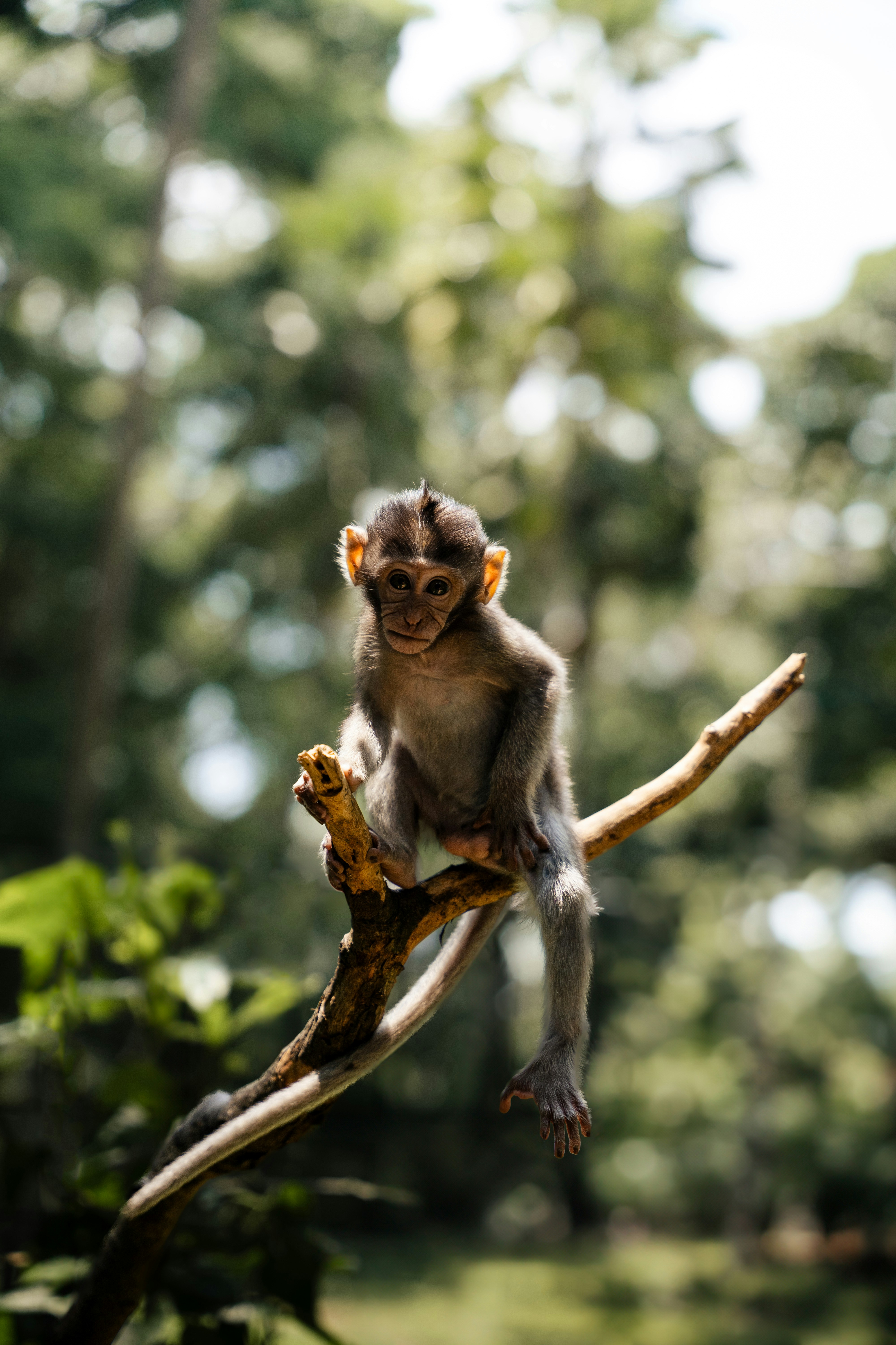seekor monyet kecil duduk di cabang pohon
