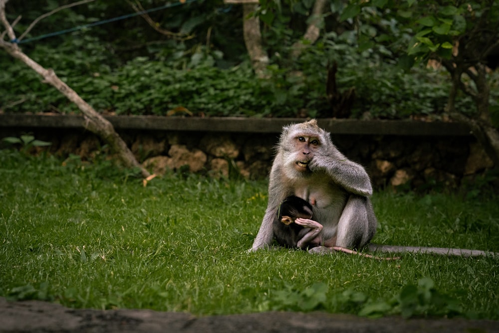 a monkey sitting on top of a lush green field