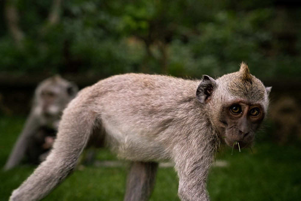 un petit singe debout au sommet d’un champ verdoyant