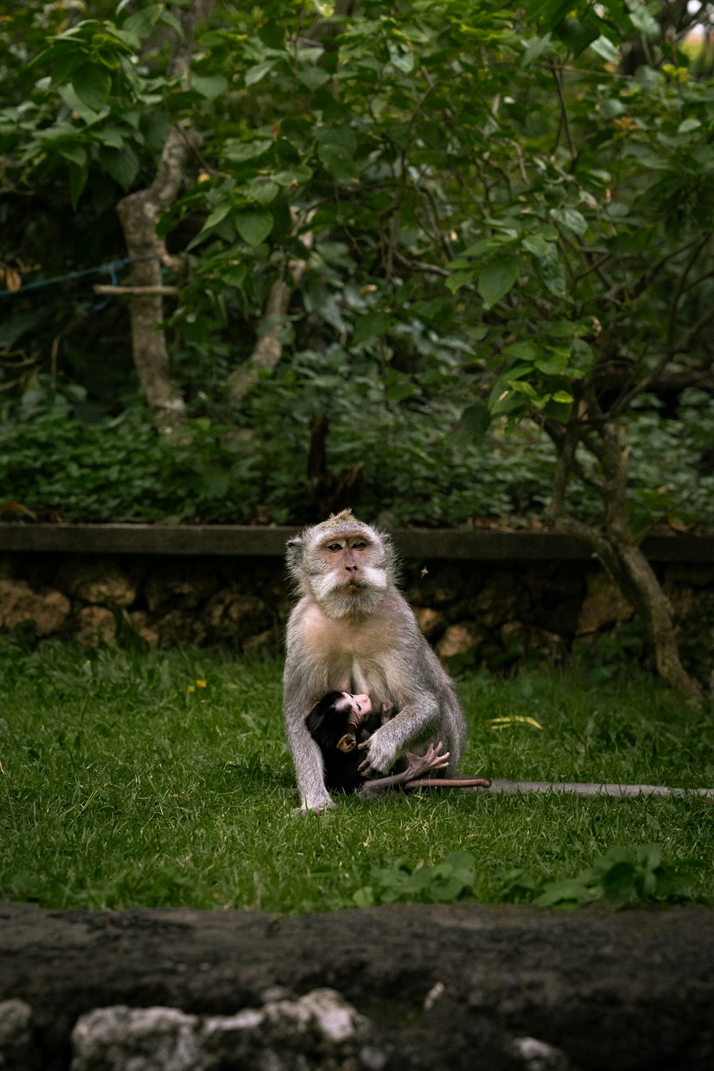 un singe assis au sommet d’un champ verdoyant