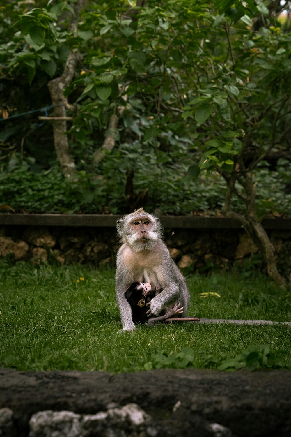 a monkey sitting on top of a lush green field