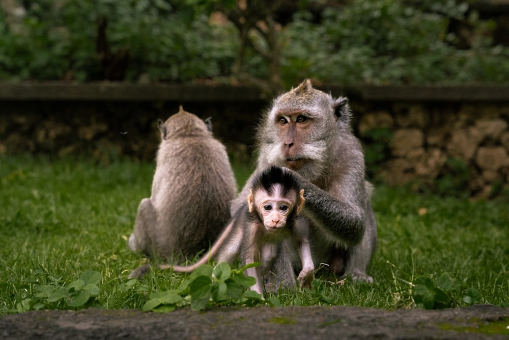 Deux singes sont assis dans l’herbe et l’un tient un bébé singe