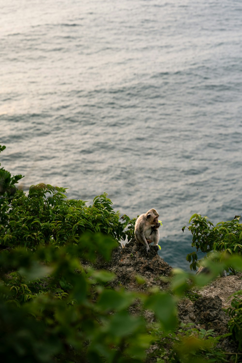 a monkey sitting on top of a hill next to the ocean