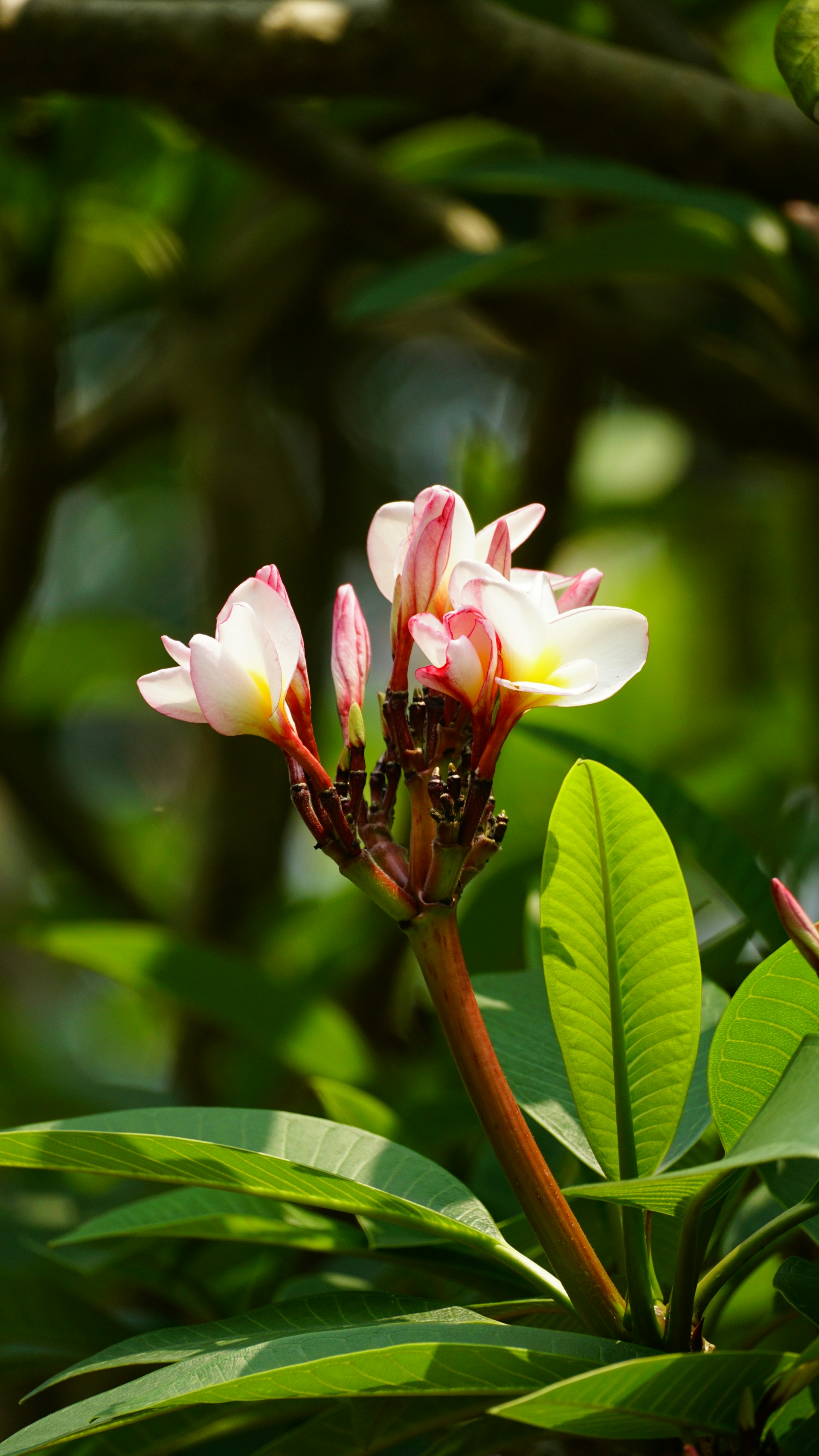 a close up of a flower on a tree branch