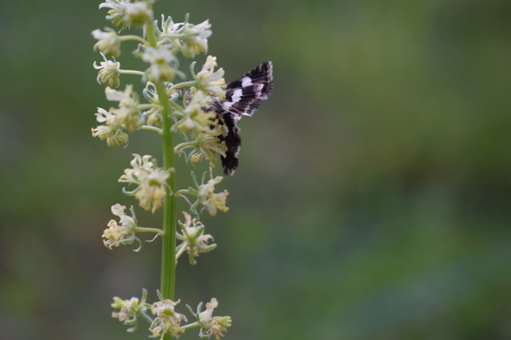 a black and white butterfly sitting on a white flower