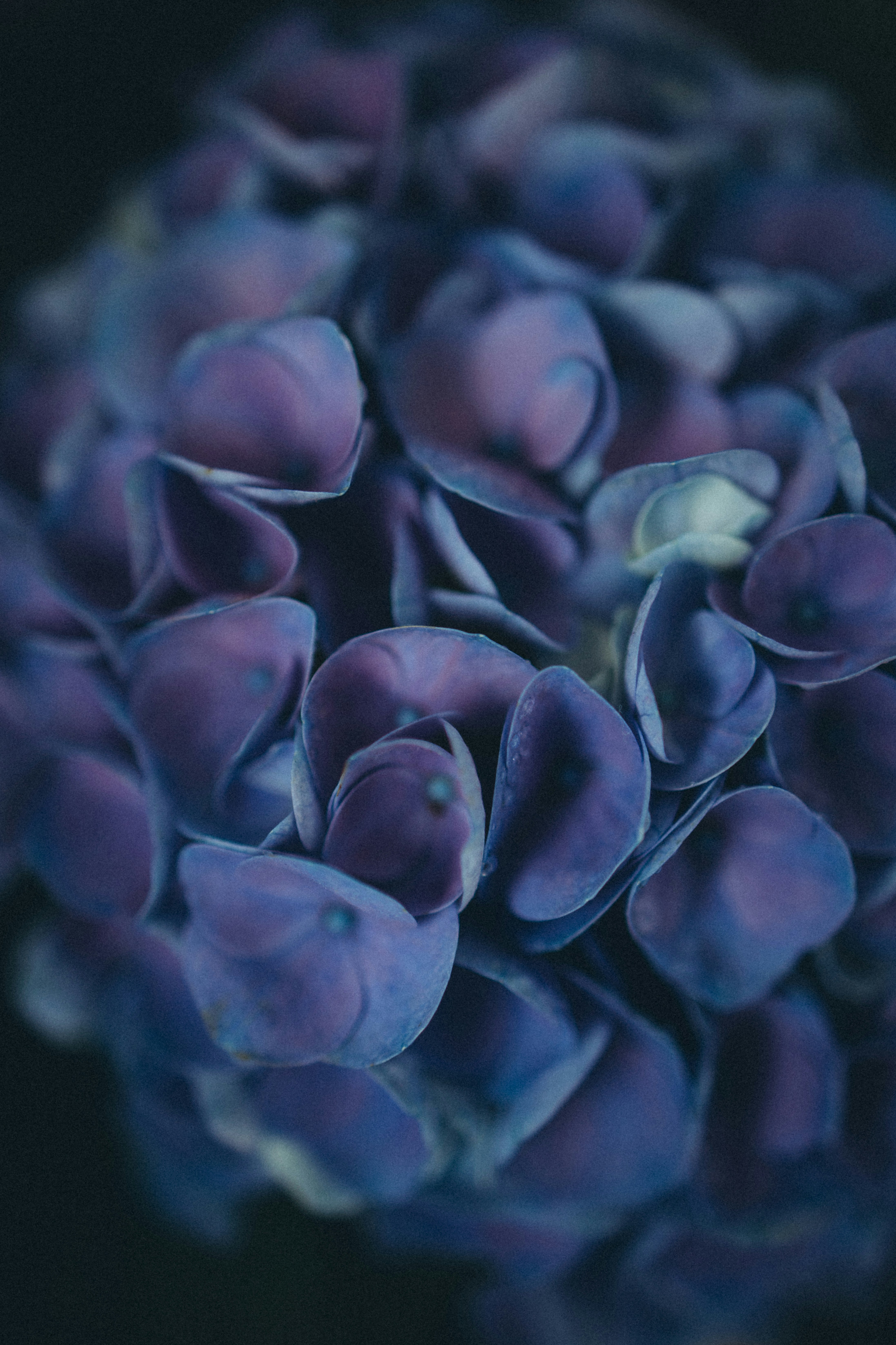 A close up of a purple flower on a black background photo – Free Blue ...