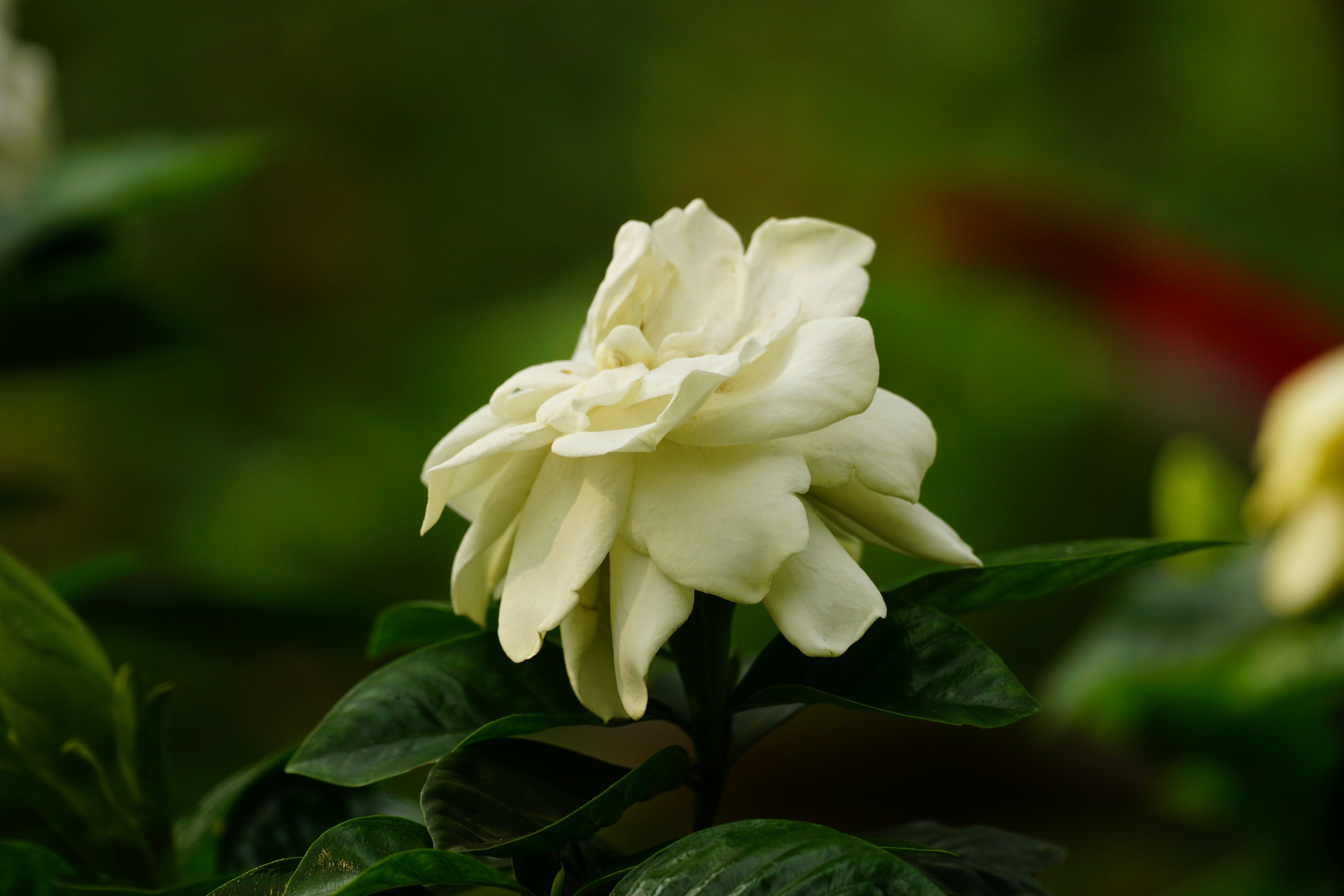Taqueria Chapala Menu