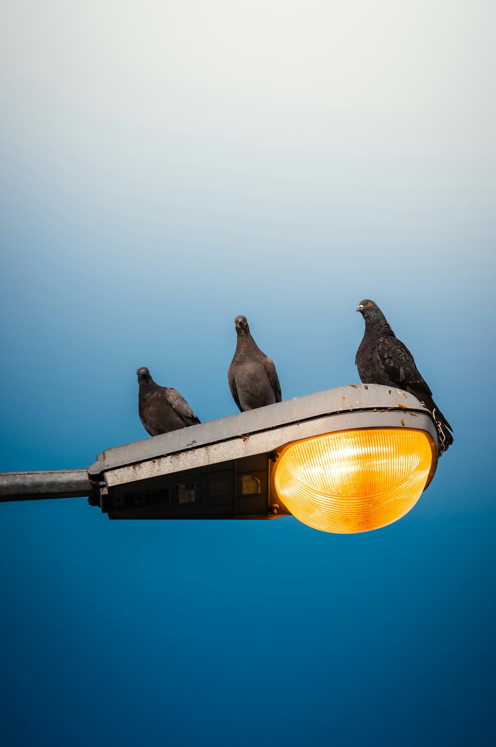 a group of birds sitting on top of a street light