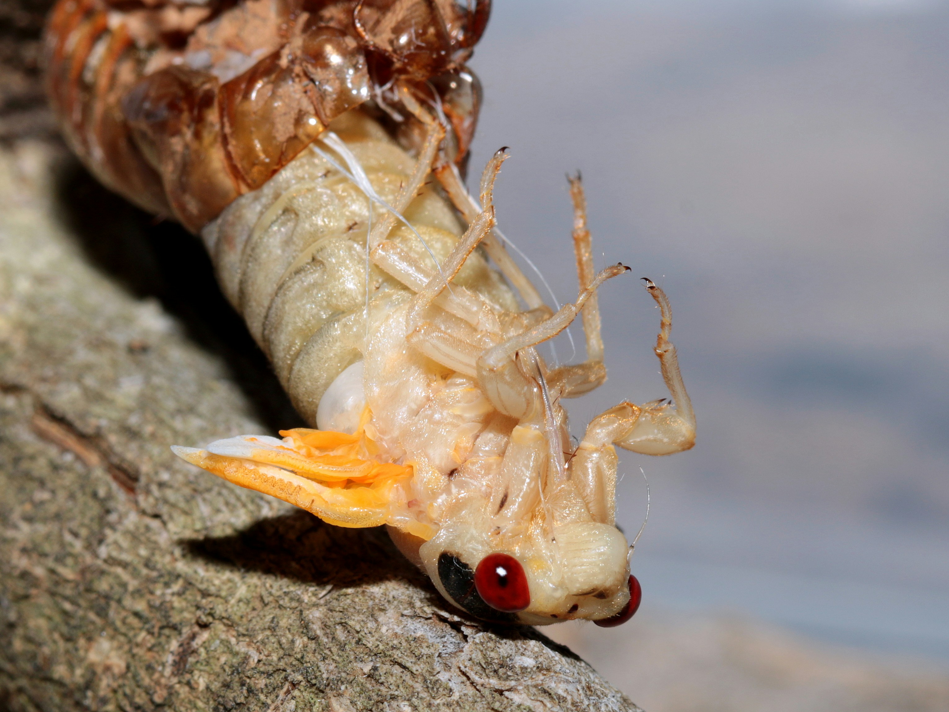 Mantis Shrimp Possess the Most Complex Eyes in the Animal Kingdom (image credits: unsplash)