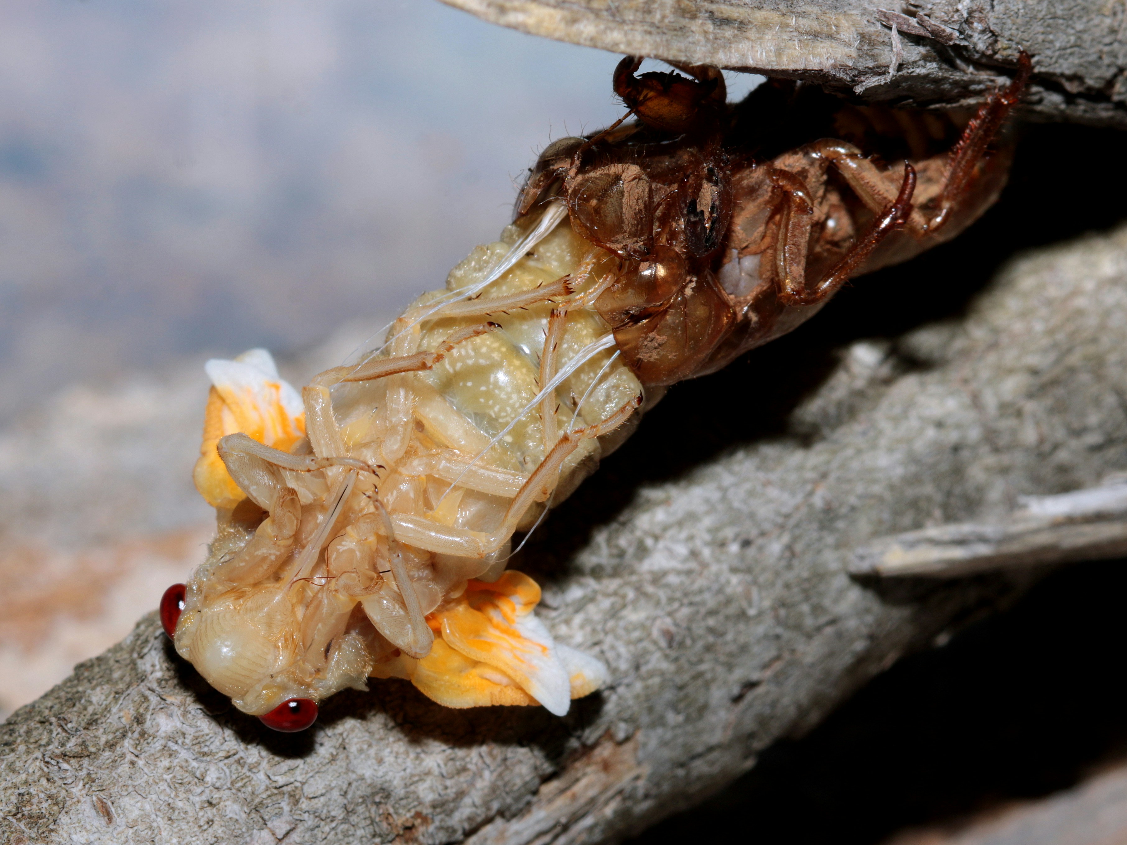 A close up of a bug on a tree branch photo – Free Brown Image on Unsplash