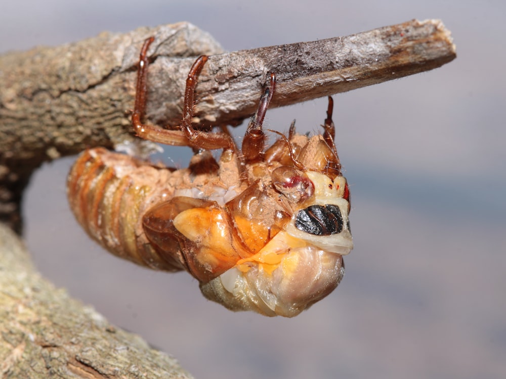 a close up of a bug on a tree branch