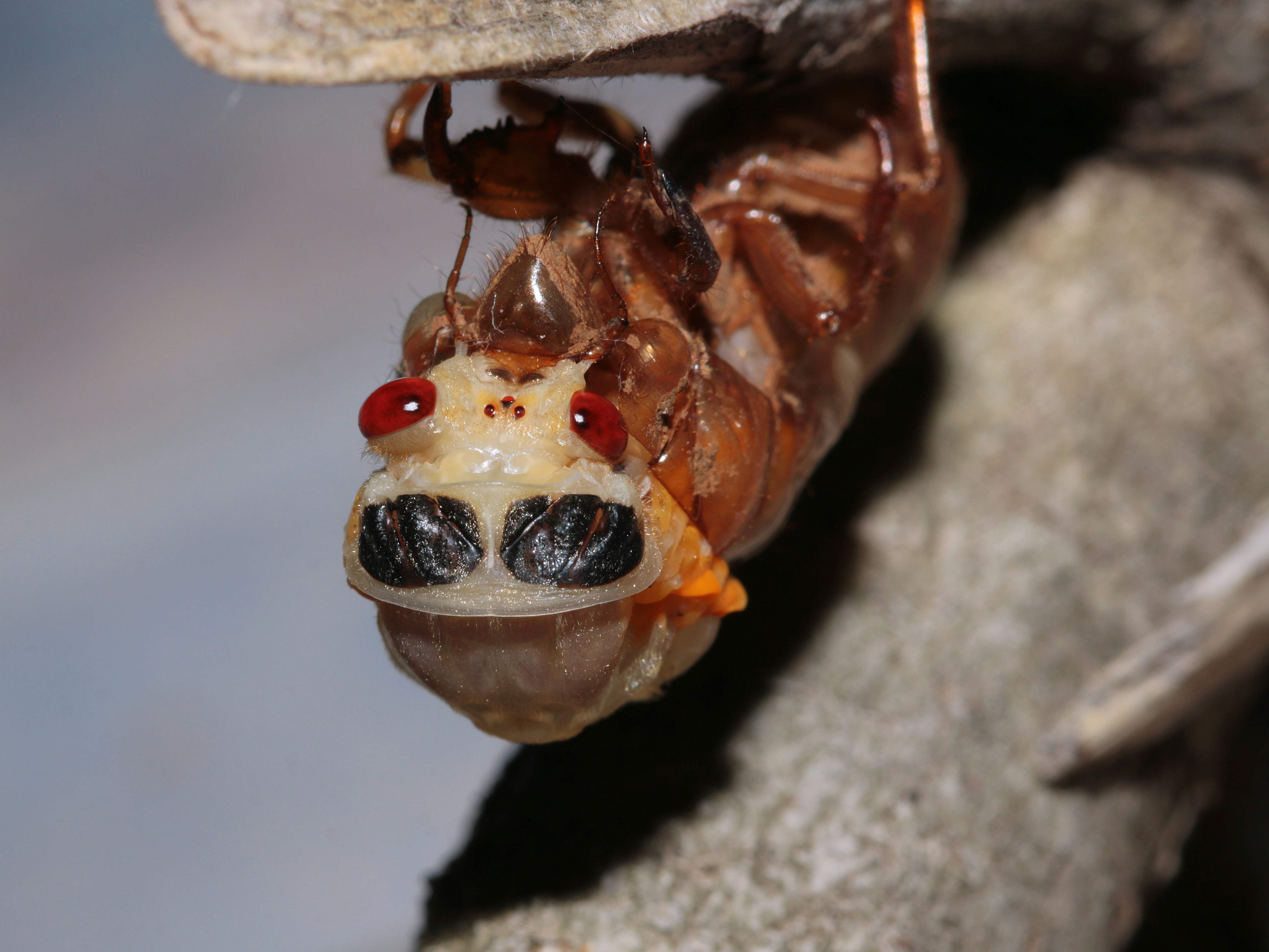 A close up of a bug on a tree branch photo – Free Animal Image on Unsplash