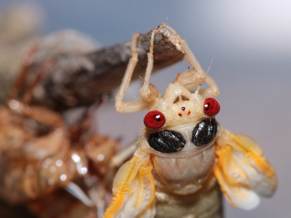 a close up of a bug with red eyes