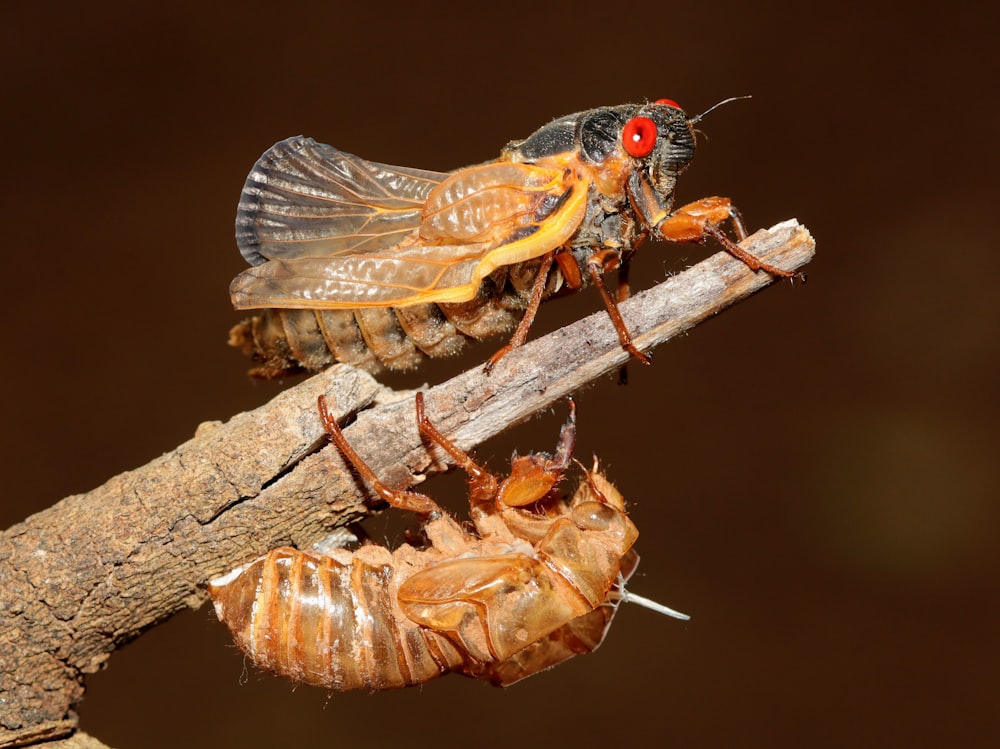 a couple of bugs sitting on top of a wooden stick