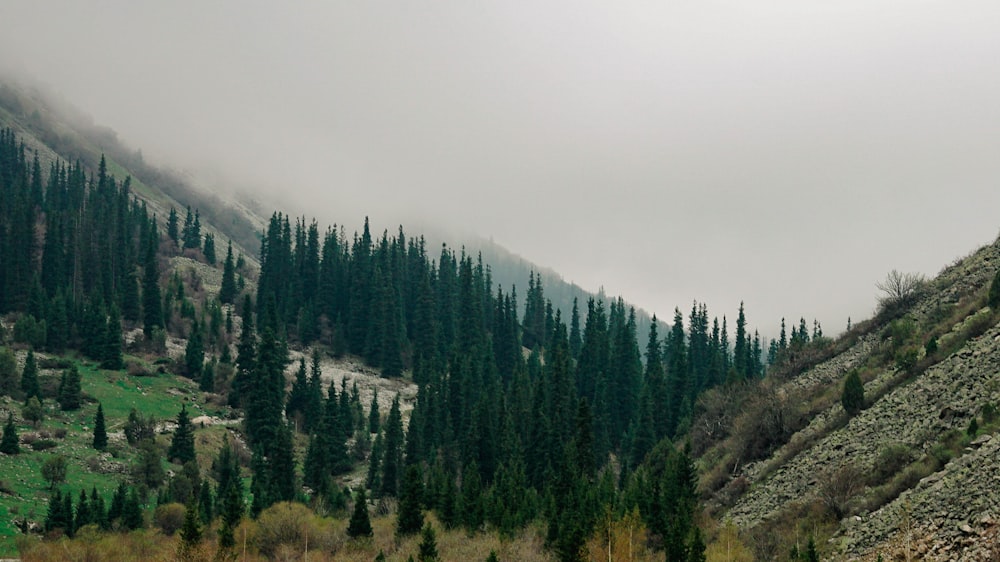 a group of trees on the side of a mountain