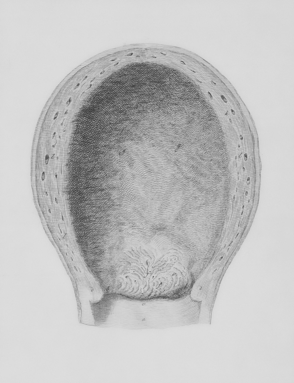 a pencil drawing of a human head