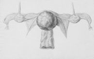 a pencil drawing of a bat hanging upside down