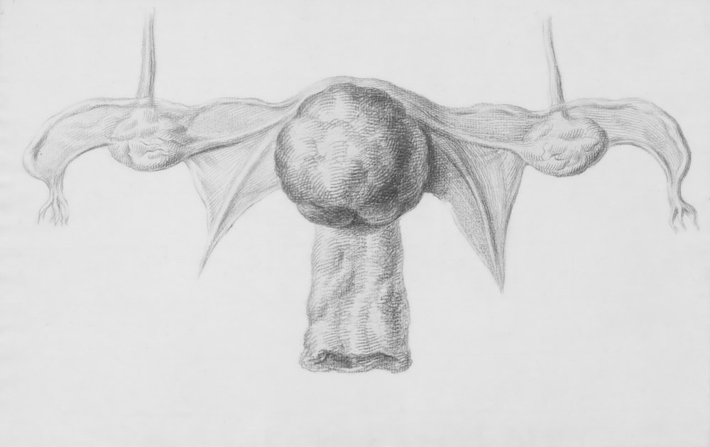 a pencil drawing of a bat hanging upside down