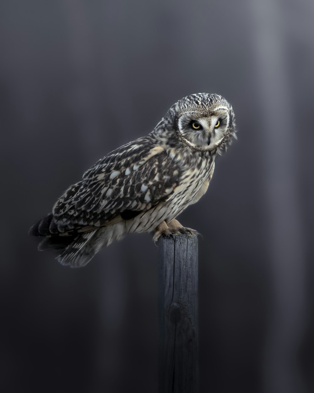 a small owl perched on top of a wooden post