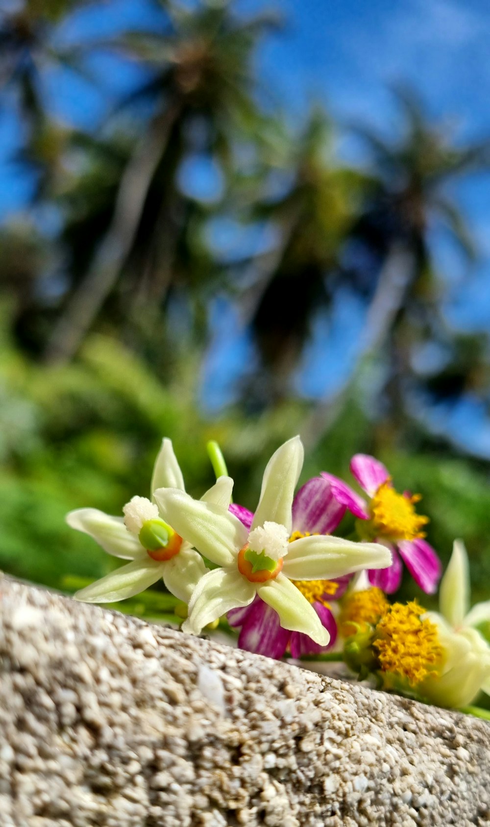 바위 위에 앉아있는 꽃 한 다발